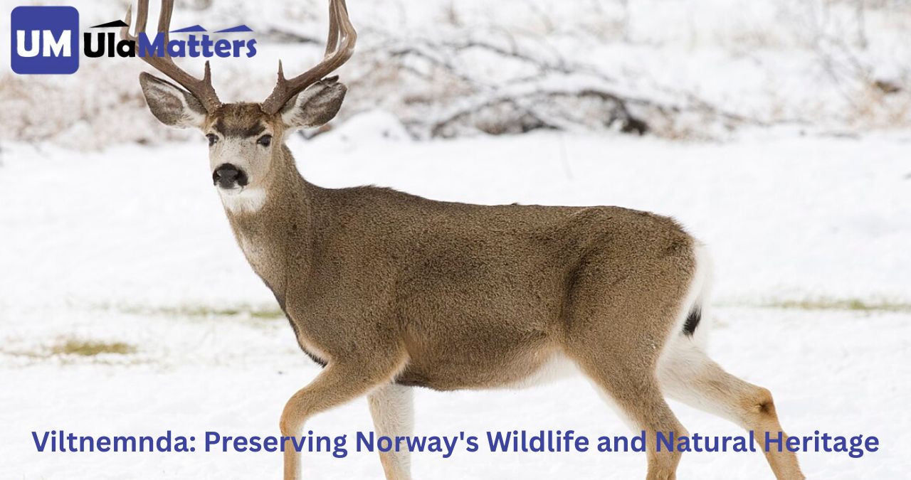 Viltnemnda: Preserving Norway's Wildlife and Natural Heritage